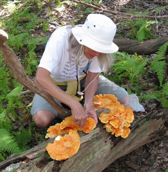 Chicken of the Woods